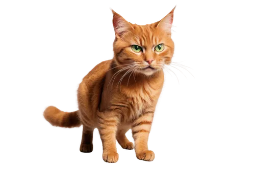 orange tabby cat,firestar,red tabby,orange tabby,cat vector,ginger cat,brambleclaw,felo,nikoli,firecat,abyssinian cat,fireheart,abyssinian,cartoon cat,bubastis,breed cat,riverclan,macavity,felidae,ginger kitten,Illustration,Retro,Retro 17