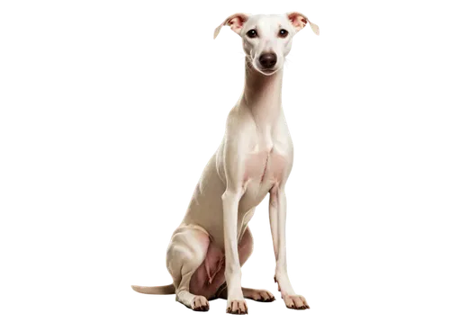 sighthound,lurcher,saluki,galgo,borzoi,sighthounds,whippets,galga,greyhound,piebald,bull terrier,white dog,dog illustration,dog pure-breed,greyhounds,pet portrait,rat terrier,delahoussaye,jack russell,jack russell terrier,Photography,Documentary Photography,Documentary Photography 30