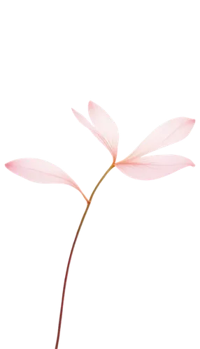 Delicate pink flower, four petals, gentle curved shape, soft texture, subtle shine, slender stem, tiny leaves, morning dew, shallow depth of field, warm color tone, close-up shot, soft focus, romantic