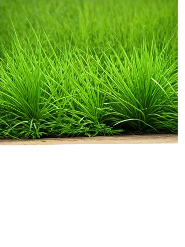 block of grass,wheatgrass,grass,wheat grass,wheat germ grass,gras,quail grass,ryegrass,green wallpaper,zoysia,artificial grass,grasslike,grass grasses,cordgrass,paspalum,brick grass,green lawn,grassman,green grass,cyperus,Art,Artistic Painting,Artistic Painting 28