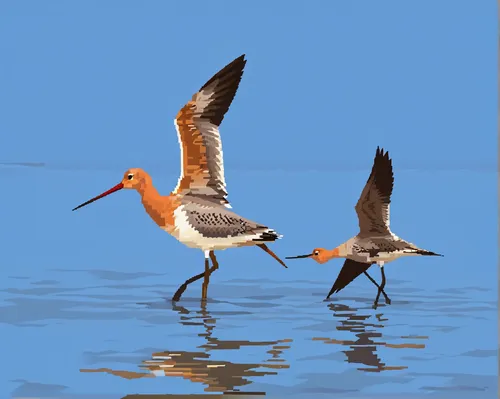 black-tailed godwit,black tailed godwit,small wading birds,greater yellowlegs,redshank,common redshank,shorebirds resting,waders,red knot,lesser yellowlegs,common stilt,shorebird,wading bird,black-winged stilt,gujarat birds,sandpipers,doñana national park,willet,red-backed sandpiper,water birds,Unique,Pixel,Pixel 01