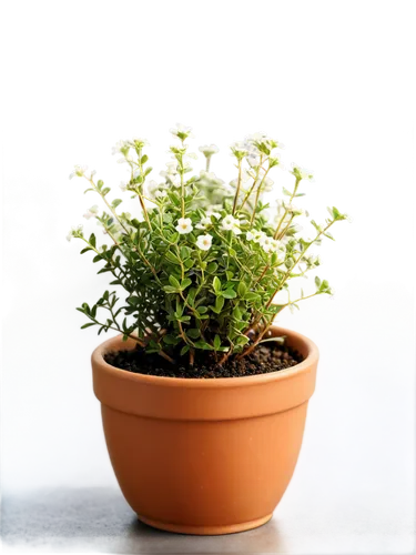 garden cress,galium,moss saxifrage,saxifrage,alyssum,saxifraga,gypsophila,thyme,night-blooming jasmine,background bokeh,parthenium,stylidium,candytuft,saliya,linanthus,bag of gypsophila,minuartia,sand jasmine,epilobium,citronella,Illustration,American Style,American Style 13