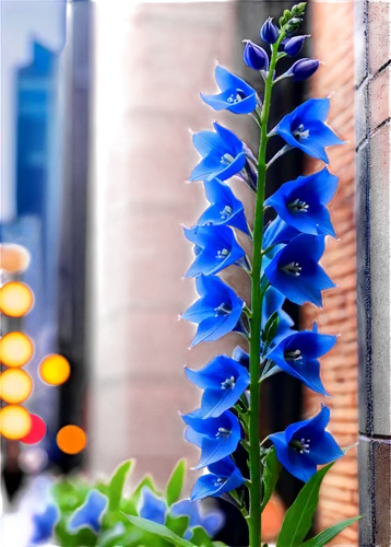 blue bonnet,blue flower,blue flowers,blue petals,bluebonnet,funnel flower,dayflower,bluebottle,flower wall en,bell flower,decorative flower,texas bluebonnet,trumpet gentian,pointed flower,gentians,delphinium,muscari,dayflower family,corner flowers,background bokeh,Conceptual Art,Sci-Fi,Sci-Fi 26