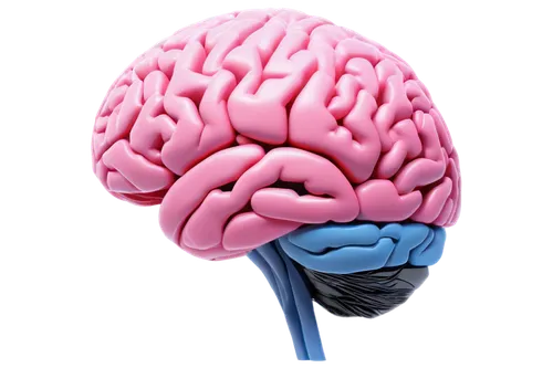 brain icon,cerebrum,brain structure,human brain,isolated product image,brain,sport climbing helmets,cognitive psychology,sport climbing helmet,bicycle helmet,neurath,motor skills toy,neurology,acetylcholine,magnetic resonance imaging,brainy,the head of the,climbing helmet,mindmap,doctoral hat,Conceptual Art,Daily,Daily 12