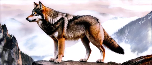 aleu,european wolf,graywolf,wolfsthal,canis lupus,wolfsangel,vulpine,canidae,loup,balto,vulpes,canid,wolfsschanze,wolfsfeld,vulpes vulpes,howling wolf,volf,wolfen,wolfgramm,wolffian,Photography,Fashion Photography,Fashion Photography 04