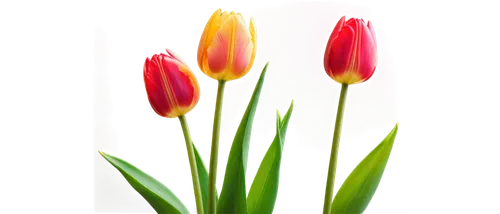 tulip background,tulipa,two tulips,tulip flowers,tulips,orange tulips,tulip,tulip bouquet,tulp,yellow orange tulip,tulip blossom,parrot tulip,pink tulip,flowers png,tulipe,red tulips,wild tulips,tulip branches,flower background,flame flower,Illustration,Japanese style,Japanese Style 01