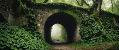 tunnel of plants,tunnel,wall tunnel,plant tunnel,hollow way,forest chapel,creepy doorway,tunnels,natural arch,moss landscape,abandoned places,heaven gate,abandoned place,holloways,hall of the fallen,train tunnel,archway,hrab,passage,passageway,Conceptual Art,Daily,Daily 11