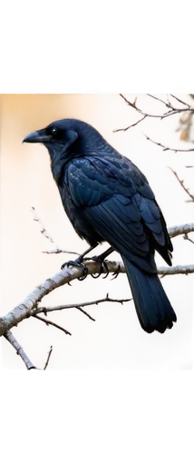 american crow,grackle,gracko,great-tailed grackle,3d crow,carrion crow,greater antillean grackle,corvid,common raven,corvidae,black bird,blue rock thrush,grackles,black woodpecker,crows bird,crow in silhouette,red-winged blackbird,hooded crow,cuckooshrike,drongo,Conceptual Art,Fantasy,Fantasy 08