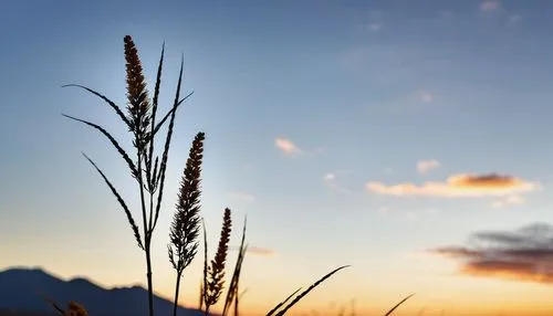 wheat grasses,wheat crops,north sea oats,spikelets,triticale,wheat ear,foxtail barley,wheat fields,wheat ears,strands of wheat,reed grass,durum wheat,wheat field,agropyron,strand of wheat,grasses in the wind,wheat grain,wheatfield,wheatstraw,sweet grass plant,Photography,General,Realistic