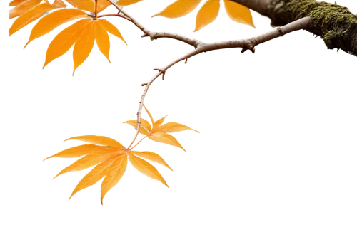 Moving tree, gentle swaying, autumn season, orange leaves, branches stretching upwards, thick trunk, roots deep in earth, morning dew, soft sunlight filtering through leaves, slow motion, cinematic co