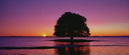 lone tree,isolated tree,purple landscape,islet,finnish lapland,lilac tree,lapland,magic tree,pink dawn,midsummer,lake champlain,granite island,watercolor tree,tree stump,violet colour,pink-purple,thimble islands,twilight,tree silhouette,bare tree,Photography,Documentary Photography,Documentary Photography 07