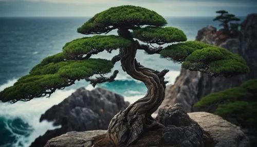 Japanese pine trees, branches like mandelbrot fractals growing in bonsai form, steep rocky cliffs, turbulent ocean waves,a tree on rocks near a body of water,bonsai tree,bonsai,dragon tree,the japanes