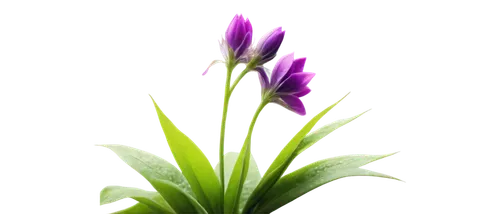 Purple flowers, soft petals, delicate stems, lush green leaves, gentle sway, morning dew, warm sunlight, shallow depth of field, 3/4 composition, blurred background, vibrant color tone, realistic text