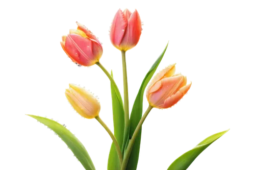 tulip background,flowers png,flower background,tulip flowers,orange tulips,tulipa,flower wallpaper,tulips,two tulips,floral digital background,tulip bouquet,pink tulip,pink tulips,tulip blossom,yellow orange tulip,spring leaf background,spring background,wild tulips,tulip branches,tulip,Photography,Fashion Photography,Fashion Photography 01