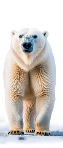 icebear,polar bear,polar,ice bear,polar cap,nordic bear,polar bears,polar bare coca cola,polar aurora,arctic penguin,young polar bear,nunatak,north pole,aurora polar,polar bear cub,cold buffet,cute bear,tundra,knuffig,pandoro,Conceptual Art,Sci-Fi,Sci-Fi 07