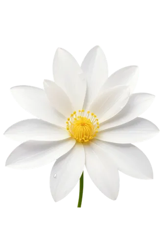 the white chrysanthemum,white chrysanthemum,flowers png,white dahlia,marguerite daisy,shasta daisy,leucanthemum,anemone japonica,white cosmos,flannel flower,white flower,dahlia white-green,white lily,fragrant white water lily,star magnolia,wood daisy background,marguerite,daisy flower,oxeye daisy,chrysanthemum cherry,Unique,Design,Blueprint