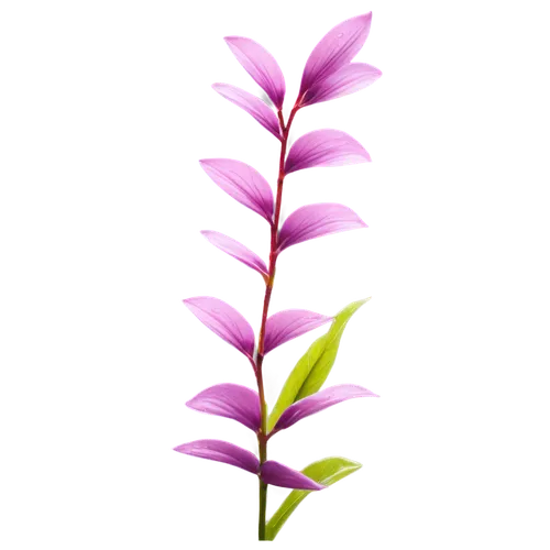 flowers png,fireweed,fernleaf lavender,pink quill,crown chakra flower,flower illustration,grape-grass lily,lotus png,centaurium,pineapple lily,purple flower,rocket flower,pitaya,heliconia,ikebana,duranta,pointed flower,minimalist flowers,small-leaf lilac,lilac branch,Illustration,Vector,Vector 05