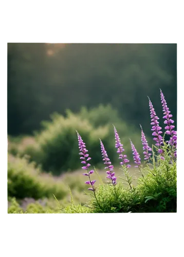 lupines,liatris,hyssop,loosestrife,nature background,agastache,lavender flowers,lavender flower,lupinus,allelopathic,lavenders,vervain,the lavender flower,meadow plant,lupine,stylidium,lavendar,herbaceous flowering plant,motherwort,lupins,Conceptual Art,Daily,Daily 12