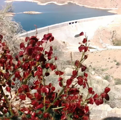 toktogul dam,poison plant in 2018,folegandros,aqaba,wadi mujib,wadi dana,flowerful desert,wadi,nizwa,wadi musa,mirador del rio,greek valerian,background view nature,oman,desert flower,amorgos,naqareh,bougainvilleas,kurdistan,lily of the desert