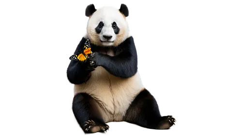 Giant panda, sitting, cute expression, black and white fur, gentle eyes, relaxed posture, holding a butterfly, colorful wings, delicate legs, perching on panda's paw, soft focus, warm lighting, shallo