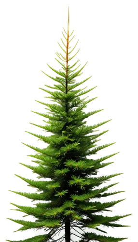 nordmann fir,canadian fir,fir branch,spruce tree,fir tree,balsam fir,fir tree decorations,norfolk island pine,colorado spruce,fir needles,christmas pine,douglas fir,fir,fir branches,spruce-fir forest,trimming christmas tree,fir-tree branches,fir trees,thuja,chile fir,Illustration,American Style,American Style 10