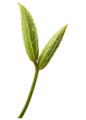 Seed pods, macro photography, detailed texture, soft natural light, white background, various shapes and sizes, green or brown stems, delicate cracks, intricate patterns, 3/4 composition, shallow dept