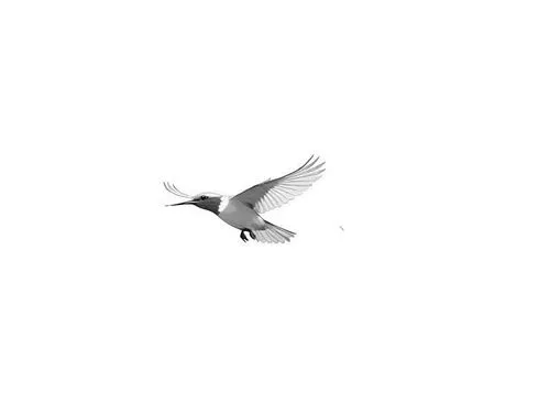 a white and grey bird flying with it's wings spread,black tern,flying tern,flying common tern,whiskered tern,tern flying,sandwich tern,Design Sketch,Design Sketch,Rough Outline