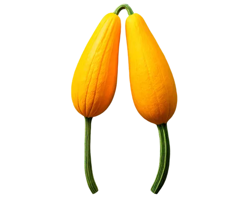 turkestan tulip,flowers png,two tulips,cucurbita,tulipa,yellow orange tulip,fabaceae,yellow pepper,tulip,serrano pepper,serrano peppers,yellow peppers,arum,solanaceae,fritillaria,theaceae,pittosporaceae,fritillaria imperialis,ericaceae,cucuzza squash,Illustration,American Style,American Style 03