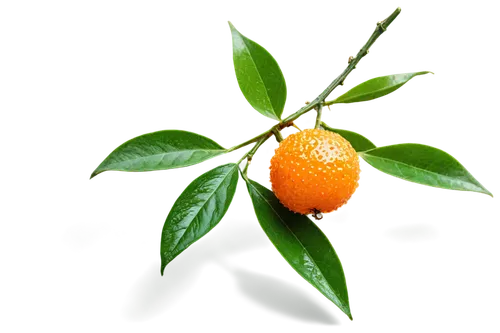 tangerine tree,kumquat,green tangerine,orange fruit,orange tree,tangerines,tangerine fruits,satsuma,growing mandarin tree,mandarin orange,citrus plant,minneola,defend,naranja,rose hip plant,green oranges,orange,sea buckthorn,apricot,orange climbing plant,Illustration,Vector,Vector 03