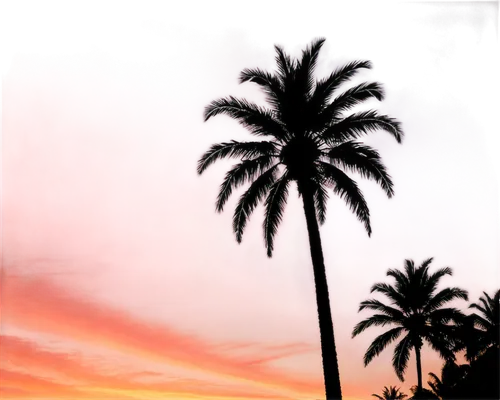 palms,palm tree silhouette,palm tree,palmtree,palm,palmtrees,palm trees,two palms,palm forest,palm silhouettes,palm tree vector,royal palms,californica,palm pasture,californian,barotropic,dusk background,washingtonia,palmera,palm branches,Photography,Black and white photography,Black and White Photography 14