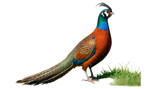 ring necked pheasant,pheasant,male peacock,common pheasant,tragopan,peacock,bird png,pajarito,reconstruction,flamininus,pavo,pheasants,an ornamental bird,hesperornis,caesalpinioideae,indian peafowl,pfau,pipridae,golden pheasant,bird illustration,Art,Classical Oil Painting,Classical Oil Painting 17