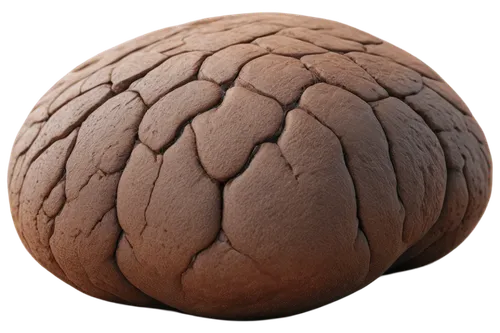 lycoperdon,stone ball,cerebellum,craniosynostosis,wrinkled potatoes,kaiser roll,cerebellar,fibrillar,seamless texture,cobolli,brain coral,cerebrum,concretion,wooden ball,ammonoid,neurocranium,yeast dough,leptobrachium,human brain,sordariomycetes,Photography,Documentary Photography,Documentary Photography 22