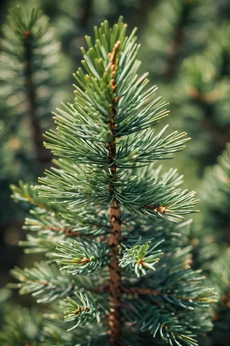 A Pine from above,canadian fir,fir branch,fir needles,colorado spruce,nordmann fir,balsam fir,fir-tree branches,fir branches,coniferous,blue spruce,fir tree decorations,fir tree,evergreen trees,spruce