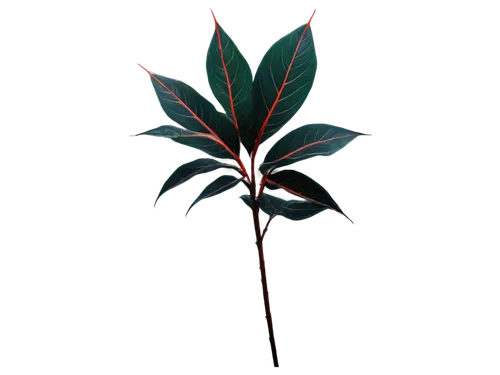 epilobium,alpinia,christmas flower,tree torch,xmas plant,ikebana,palm lily,elven flower,flame flower,firecracker flower,flame lily,aquatic plant,small tree,dark green plant,lantern plant,fire flower,rumex,schopf-torch lily,forest plant,uniflora,Illustration,Paper based,Paper Based 11