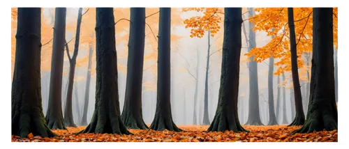 beech trees,autumn forest,deciduous forest,autumn trees,beech forest,autumn frame,forest landscape,row of trees,autumn background,forest background,mixed forest,copse,autumn landscape,beech leaves,european beech,deciduous trees,halloween bare trees,forest tree,trees with stitching,forest of dean,Illustration,Japanese style,Japanese Style 14