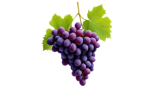 grapes icon,purple grapes,wine grape,grapes,grape hyancinths,grape vine,fresh grapes,red grapes,wine grapes,bright grape,grape,grape seed extract,vineyard grapes,grape turkish,blue grapes,grapevines,bunch of grapes,cluster grape,table grapes,to the grape,Illustration,Realistic Fantasy,Realistic Fantasy 11
