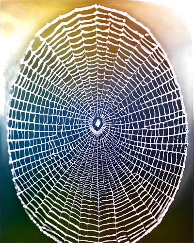 spiderweb,spider web,spider's web,spider silk,tangle-web spider,spider network,web,cobweb,spider net,web element,palm spider,webbing,core web vitals,spider,webs,arachnid,cobwebs,spectrum spirograph,spirography,morning dew in the cobweb,Photography,Documentary Photography,Documentary Photography 28