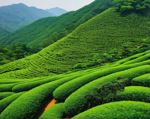 Tea plantation korea,tea plantations,tea field,moc chau tea hills,tea plantation,tea plant,heart tea plantation,tea garden,moc chau tea doi,ceylon tea,tea leaves,kangkong,loose tea leaves,vegetables l