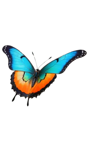 Colorful butterfly, solo, delicate wings, vibrant orange, electric blue, iridescent green, black veins, slender body, antennae, compound eyes, perched on flower, gentle landing, soft focus, warm light