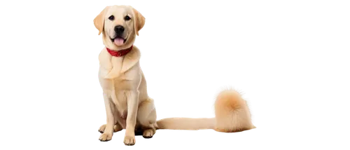 retriever,saluki,afghan hound,blonde dog,golden retriever,labrador,legerhond,golden retriver,dog,mudhol hound,labrador retriever,female dog,dog breed,piasecki hup retriever,flat-coated retriever,dog pure-breed,schäfer dog,gundogmus,purebred dog,smaland hound,Photography,Fashion Photography,Fashion Photography 21