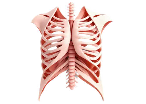 bronchial,rib cage,expiratory,respiratory,thoracic,trapezius,mediastinum,tachypnea,ribcage,mediastinal,pulmonic,pneumothorax,pectoralis,pulmonary,subclavian,medical illustration,pleuropneumonia,microcirculation,lungs,pleurisy,Art,Classical Oil Painting,Classical Oil Painting 36