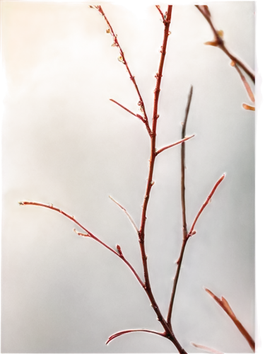 Skinny tree branch, curved shape, thin bark, few leaves, delicate twigs, morning dew, soft sunlight filtering through leaves, close-up shot, shallow depth of field, warm color tone, cinematic lighting