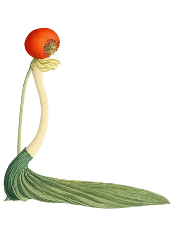 chiffonade,orange poppy,waxcap,iceland poppy,poppy plant,poppy flower,papaver orientale,ikebana,papaver,arisaema,hygrocybe,torch lily,unfurling,grass lily,uniflora,egret,tendril,bird of paradise,lily of the desert,schopf-torch lily,Illustration,Realistic Fantasy,Realistic Fantasy 31