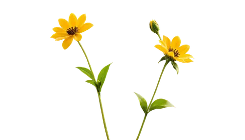 minimalist flowers,yellow cosmos,flower wallpaper,flower background,flowers png,hieracium,coreopsis,sunflower lace background,rudbeckia,calendula,twin flowers,yellow flowers,yellow petals,arnica,calenduleae,yellow calendula flower,yellow flower,trollius download,abstract flowers,calendula petals,Art,Classical Oil Painting,Classical Oil Painting 16