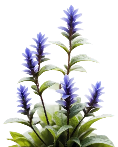 caryopteris pagoda,echium,lobelia,gentians,plectranthus,trumpet gentian,hyssop,gentian,stylidium,ajuga,ornamental plant,bromeliad,flowers png,blue lamp,herbaceous plant,vervain,herbaceous flowering plant,hygrophila,bromeliads,pineapple lily,Art,Classical Oil Painting,Classical Oil Painting 44