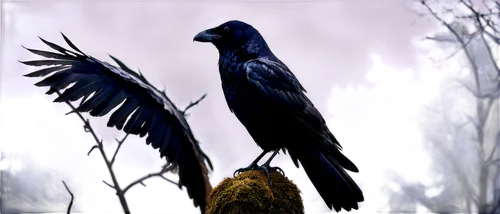 Raven, mysterious bird, glossy black feathers, sharp eyes, strong beak, perched, wings spread wide, misty morning, eerie atmosphere, soft focus, cinematic composition, shallow depth of field, dark ton