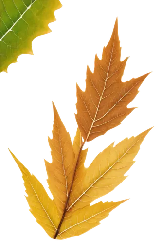 leaf background,yellow maple leaf,golden leaf,yellow leaf,spring leaf background,maple leave,maple foliage,brown leaf,beech leaf,autumn leaf,red maple leaf,tree leaf,autumn background,leaf macro,leaf color,leafed,maple leaves,leaf rectangle,fall leaf,acorn leaf,Photography,Fashion Photography,Fashion Photography 15