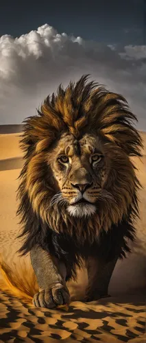 african lion,lion,panthera leo,lion head,male lion,skeezy lion,forest king lion,lion - feline,masai lion,two lion,female lion,lion father,king of the jungle,stone lion,lion number,lioness,male lions,desert background,lion's coach,lion white,Art,Classical Oil Painting,Classical Oil Painting 31