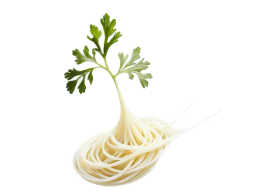 strozzapreti,fettuccine,daikon,capellini,fennel,noodle image,linguine,fettuccine alfredo,xiaolongbao,herb quark,tagliatelle,skirret,pesto,udon noodles,béchamel sauce,endive,rice noodles,orzo,spaguetti,italian pasta,Photography,Black and white photography,Black and White Photography 04