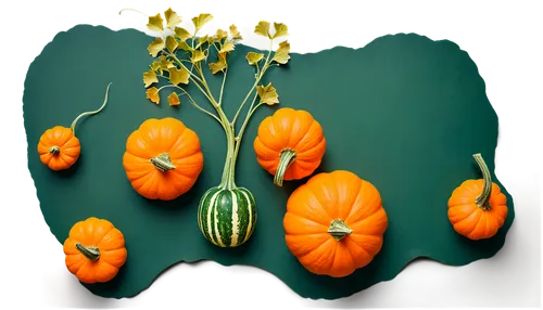 decorative pumpkins,ornamental gourds,decorative squashes,winter squash,gourds,calabaza,autumn pumpkins,funny pumpkins,mini pumpkins,green oranges,scarlet gourd,cucurbita,seasonal autumn decoration,pumpkins,figleaf gourd,pointed gourd,halloween pumpkins,gem squash,striped pumpkins,persimmon,Unique,Design,Knolling